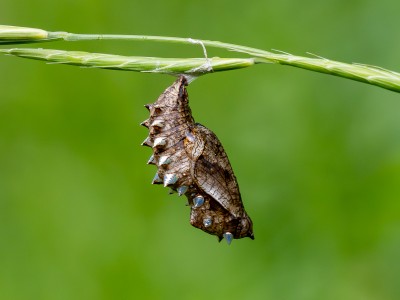 Marbled Fritillary