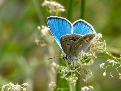 Turquoise Blue