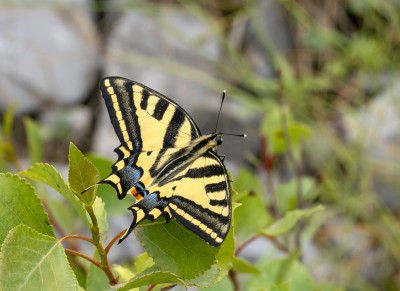 Southern Swallowtail