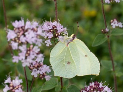 Brimstone