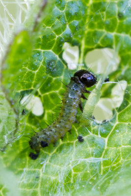 Newly-emerged 1st instar larva