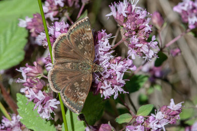 Dingy Skipper - imago - Pirin, Bulgaria - 07-Jul-07.jpg