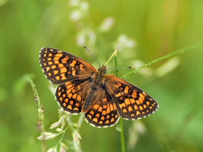 Heath Fritillary