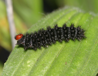 Glanville Fritillary - larva - Thatcham - 11-May-04 (2) [REARED].jpg