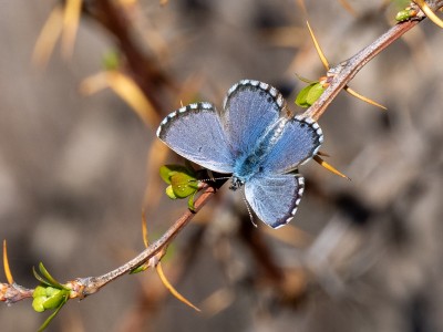 Panoptes Blue male