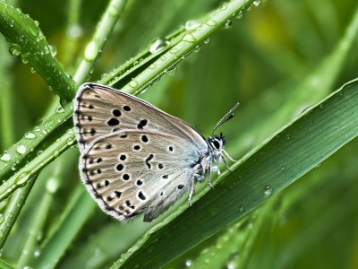 Large Blue