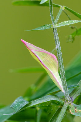 Cryptic Wood White - pupa - 2018-19.jpg