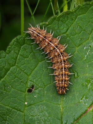 High Brown Fritillary