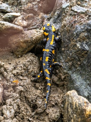 Fire Salamander (thanks Ben!)