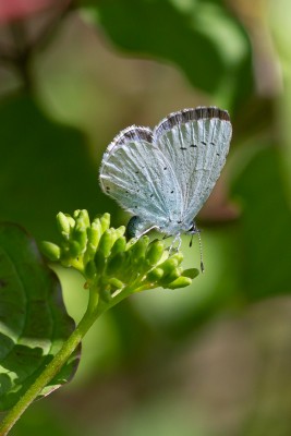 Holly Blue on Dogwood, Stockbridge Down, Hants