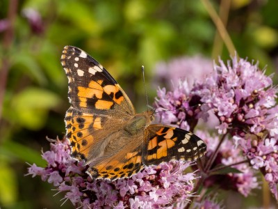 Painted Lady