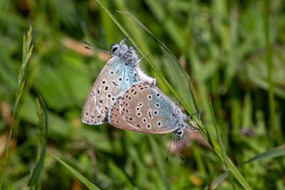 Large Blue - other - Green Down - 11-Jun-22.jpg