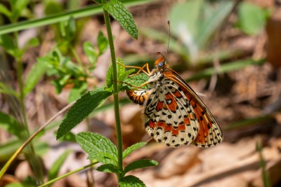 Female Spotted Fritillary ovipositing