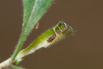 A larva in the process of creating its hibernaculum