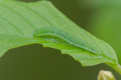 Brimstone larva