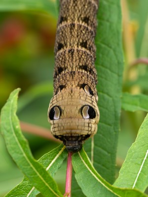 Elephant Hawk-moth-2.jpg