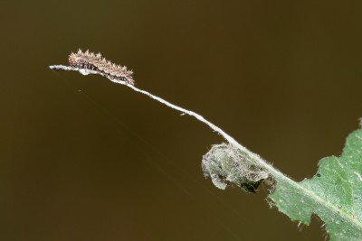 A 3rd instar larva at the end of its 'pier' created from silk and frass
