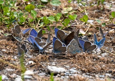 Puddling blues, Southern Grizzled Skipper and Geranium Argus