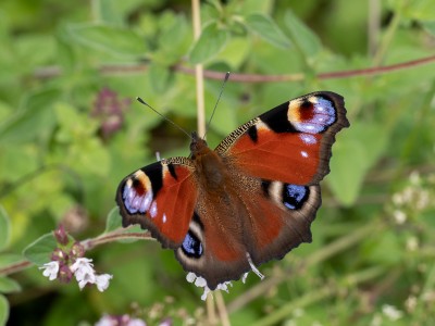 Peacock