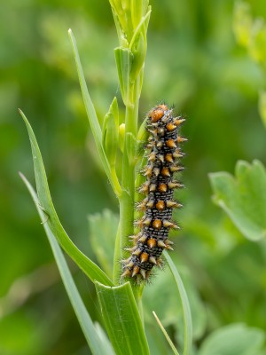 Spotted Fritillary