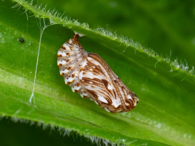 Heath Fritillary on Foxglove