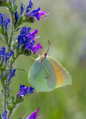 Male Cleopatra