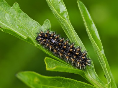 Knapweed Fritillary