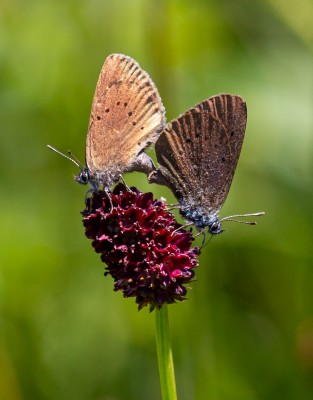 Mating Dusky Large Blue