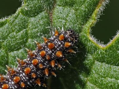 Heath Fritillary larva