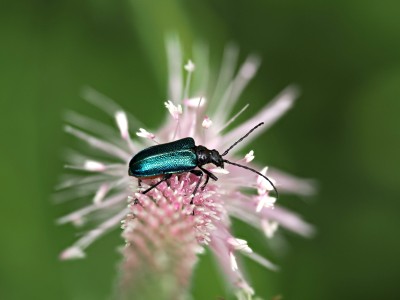 A beetle needing ID