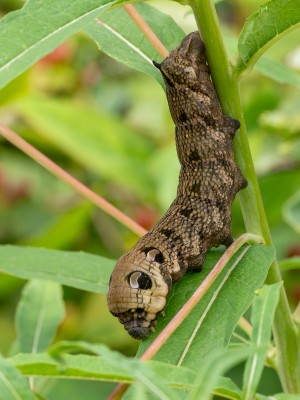 Elephant Hawk-moth-4.jpg