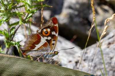 3 male Purple Emperors also showed up!