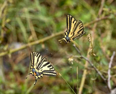 Southern Swallowtail