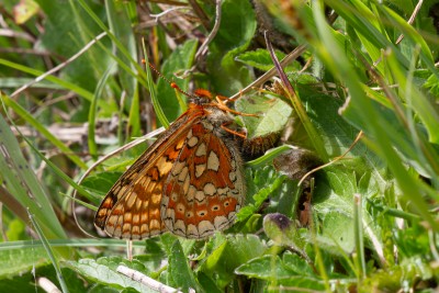 Marsh Fritillary, Hants