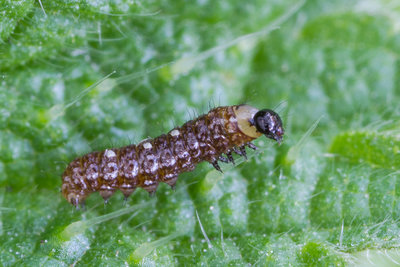 1st instar larva pre-moult