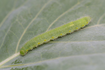 Green-Veined White - larva - Thatcham - 04-Oct-11 (1) {REARED}.jpg