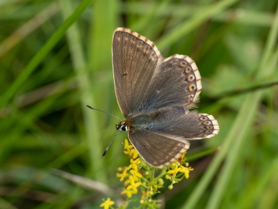 Chalk Hill Blue