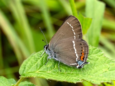 Blue Spot Hairstreak