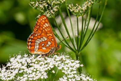 Female Scarce Fritillary