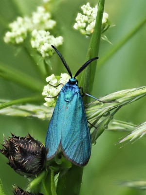 Forester moth