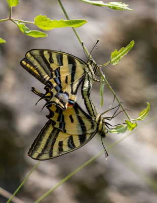 Mating Southern Swallowtail