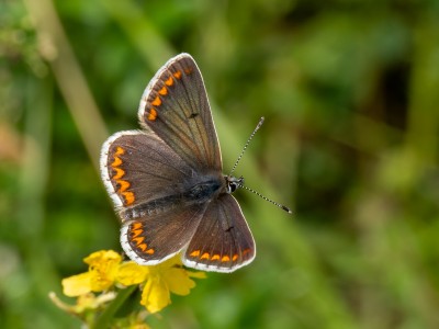 Brown Argus