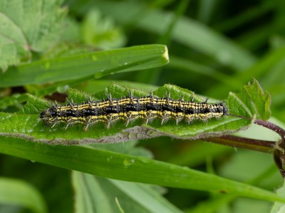 Small Tortoiseshell