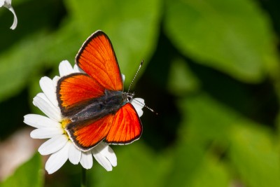 Male Purple-edged Copper