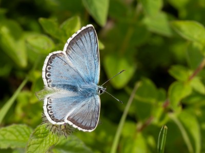 Chalk Hill Blue