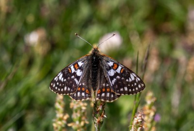 Male Cynthia's Fritillary