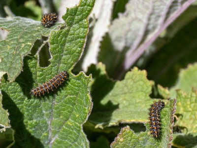 Heath Fritillary larvae on Foxglove