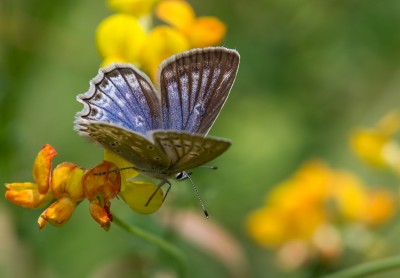 Meleager's Blue - female - Bükkszentkereszt Meadows, Hungary - 05-Jul-12.jpg