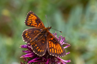 A spectacular Heath Fritillary aberration