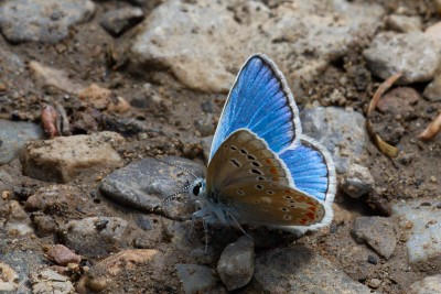 Male Turquoise Blue